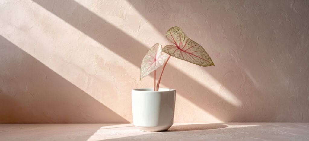 Plantes dans un pot qui prend le soleil pour exprimer qu'une identité visuelle sublime une communication engagée